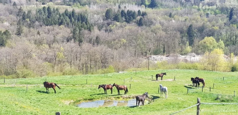 Ek'izia Thérapies Brèves & Médiation équine, Auvergne-Rhône-Alpes - Photo 3