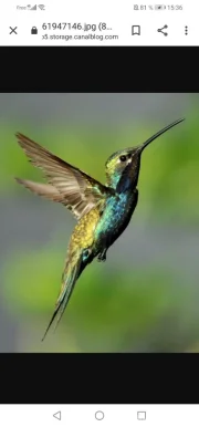 Le colibris, Île-de-France - Photo 4
