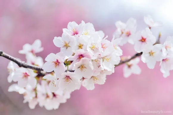 Sakura, Occitanie - Photo 1