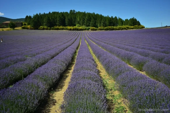 Lavender Trail, Provence-Alpes-Côte d'Azur - Photo 3